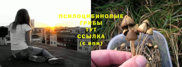 прущие грибы Баксан