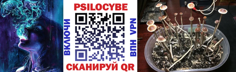 дарнет шоп  Верхнеуральск  mega tor  Псилоцибиновые грибы Psilocybe 
